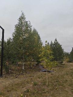 Горзеленхоз Создает Осеннюю Атмосферу в Лете на Набережной